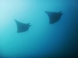 20131107170012160035-0.jpeg