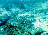 20131107170035119348-psb147.jp...