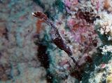 20131107170037808502-psb59.jpe...