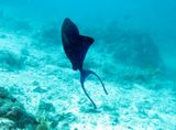20131107170039087575-psb80.jpe...